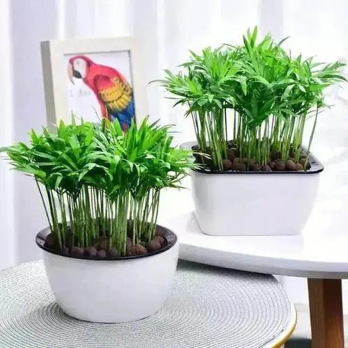 办公室风水摆放风水植物的讲究