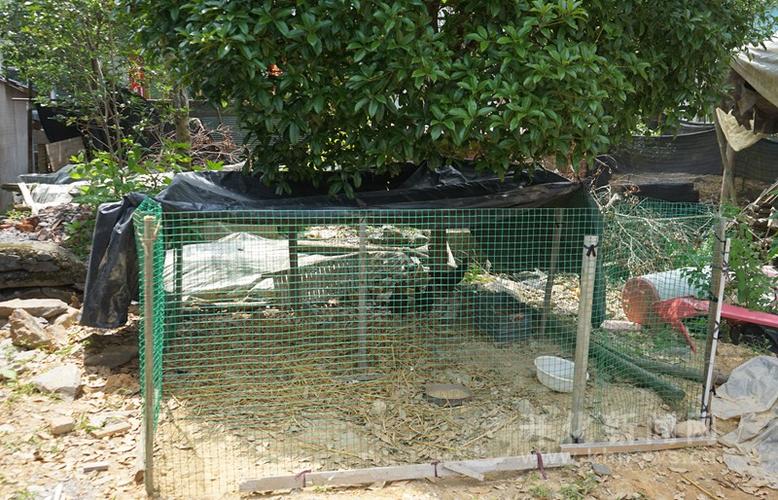 屋后养鸭其实不好
