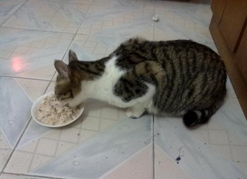 梦见和猫一起吃饭