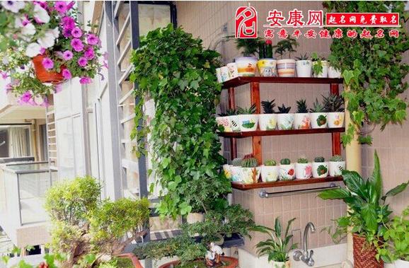 阳台种什么花对风水好-家居风水