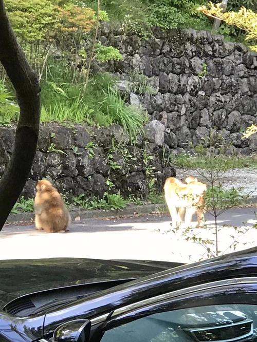 过树之猴是什么意思