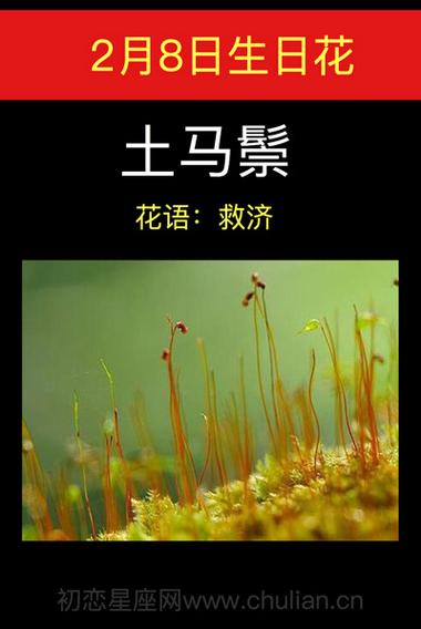 2月8生日花:土马鬃,生日花语救济