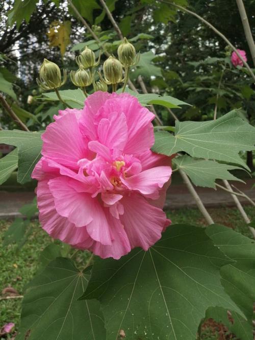 芙蓉花花语:美艳、早熟/纤细之美