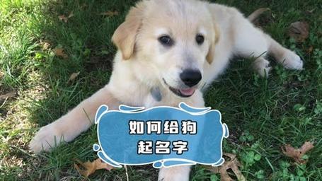 给宠物狗取什么名字寓意好又吉祥