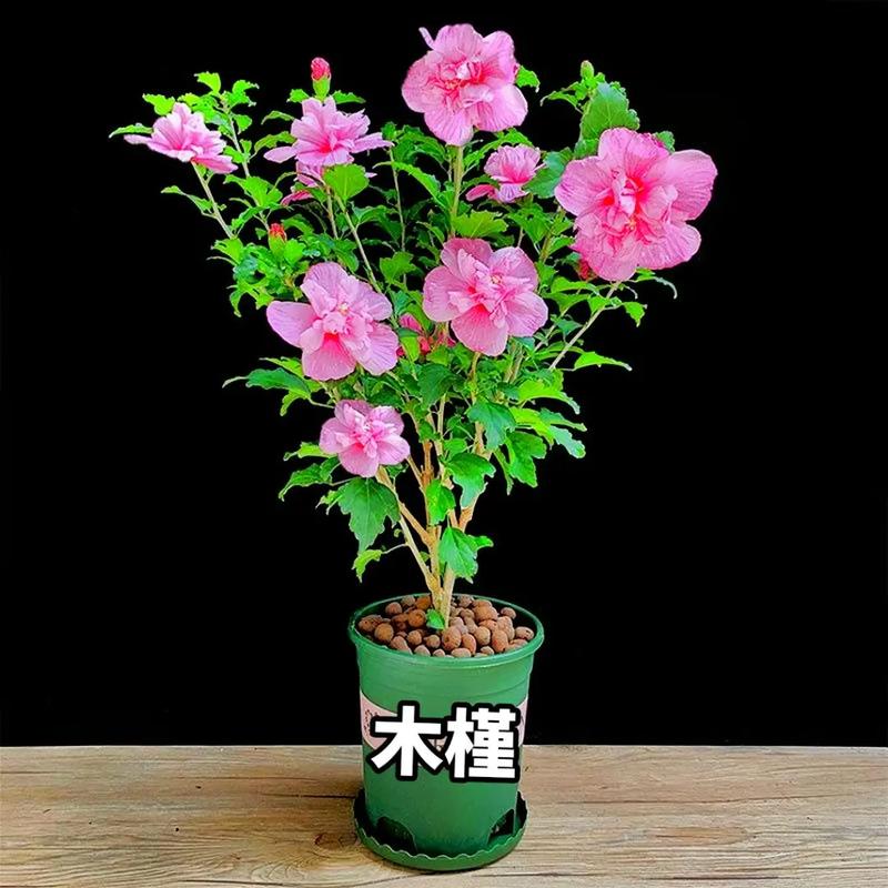 好养名字又好听的绿植花卉