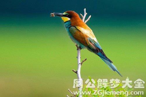 梦到很大的鸟会讲话预示着什么意思