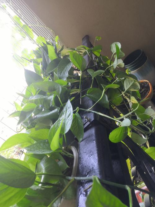 绿萝的花语,绿萝的寓意是什么