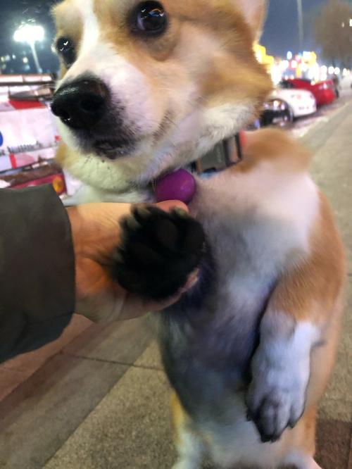 梦见家人杀狗吃狗肉是什么意思