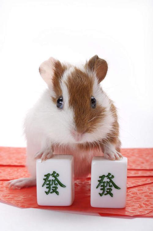 适合赌博的生肖