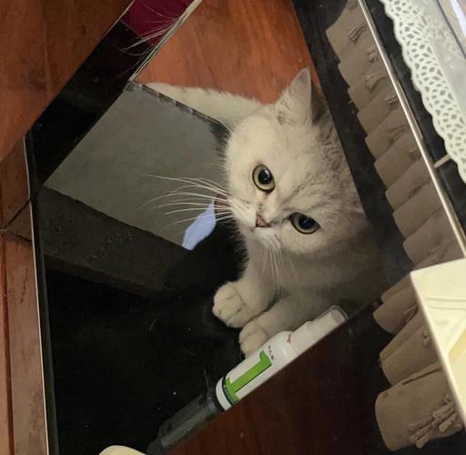 梦见地震是猫 猫咪地震有什么预兆
