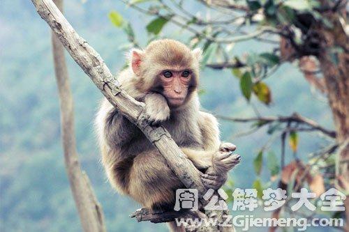 梦见大猴子退房子