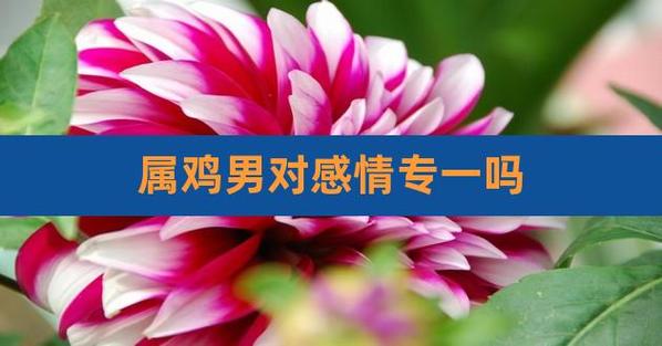 属鸡男人对待感情的态度