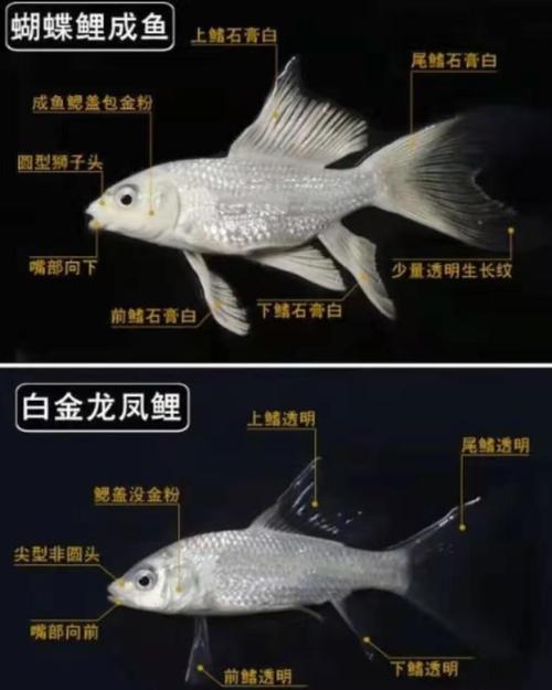 养风水鱼时颜色如何选择?