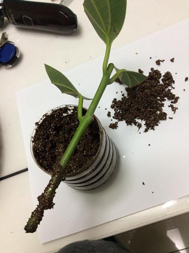 平安树繁殖方法:一生十,十生百