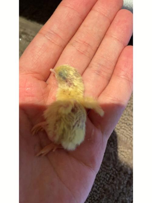 梦见小鸡仔死了