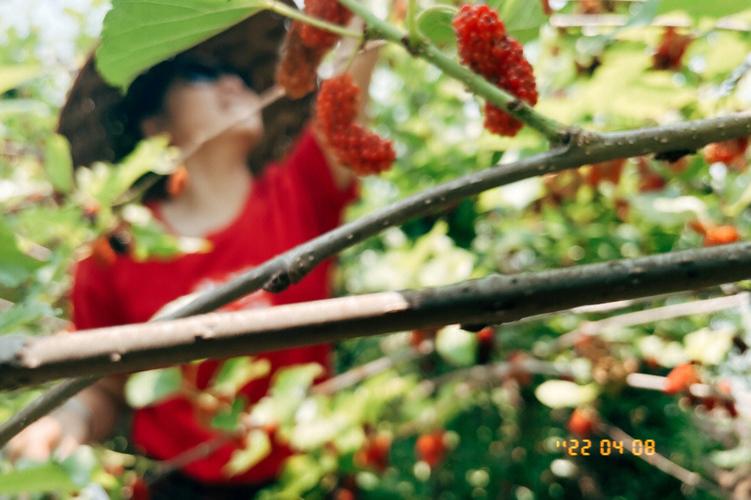 梦见桑果,周公解梦梦到桑果是什么意思,做梦梦见桑果好不好