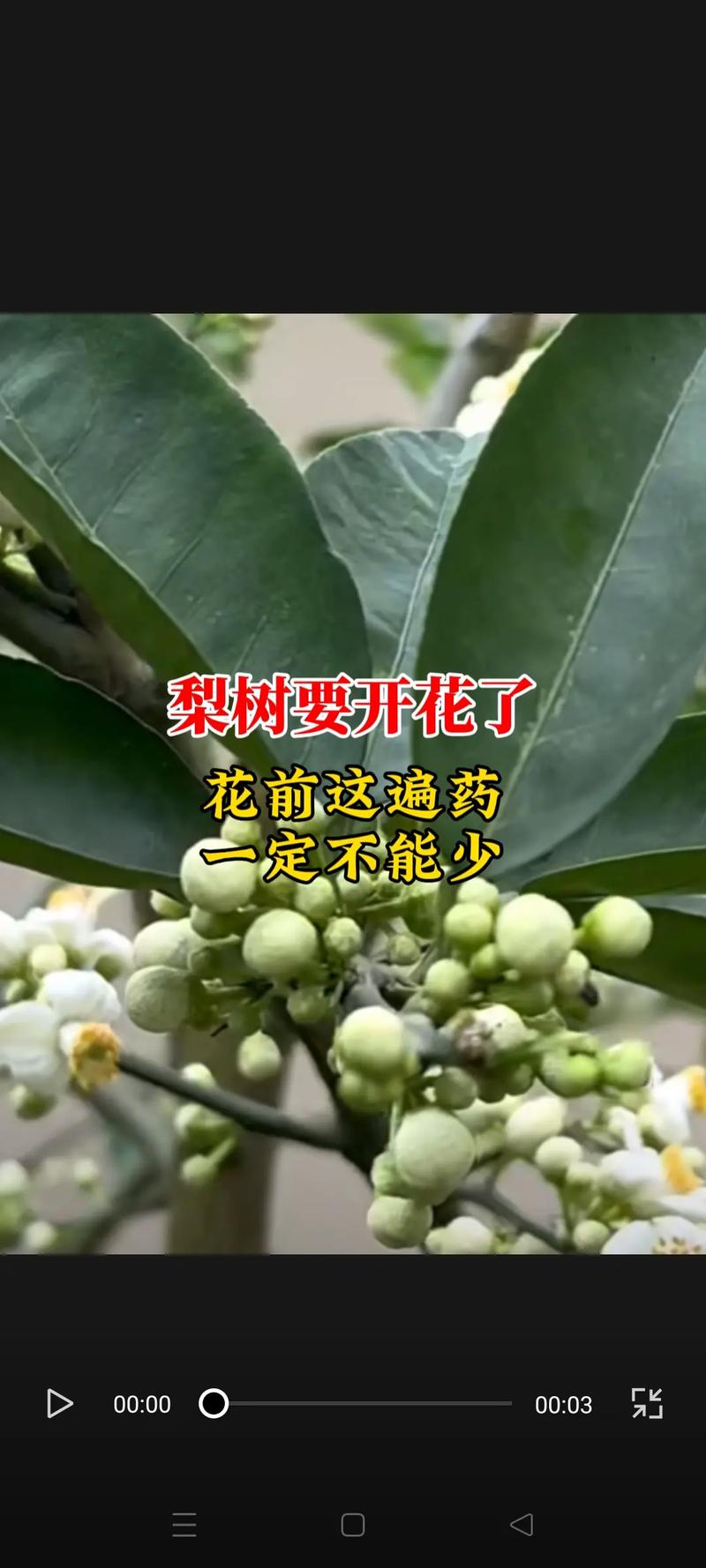 怀孕梦见梨树上有梨是啥意思