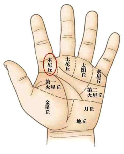 手相上什么是金星丘