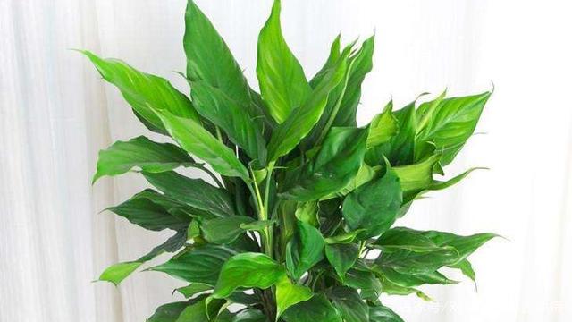 植物风水讲究,温居送什么植物
