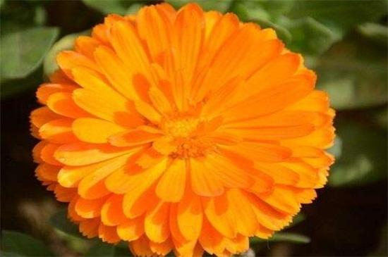 7月15日花语:金盏花,生日花语一丝不苟