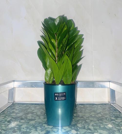 什么植物最招财