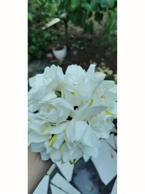 栀子花的寓意和象征风水