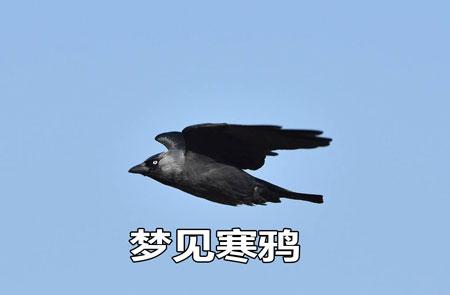 梦见寒鸦怎么回事