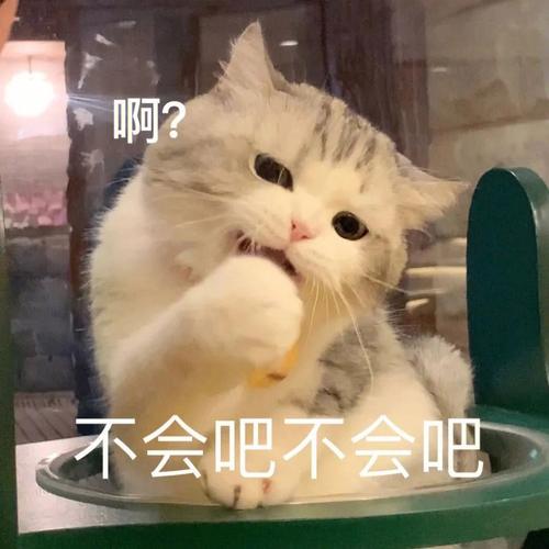 测一测生活会不会放过你这只小喵咪