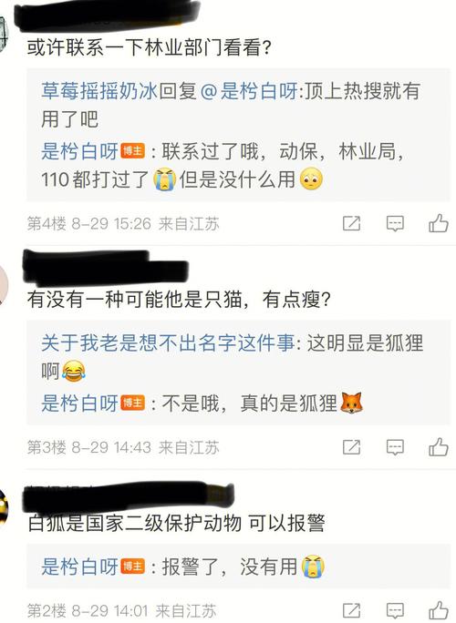 梦见救了一只白狐是什么意思