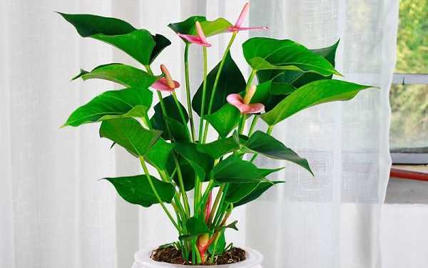 卧室花草风水