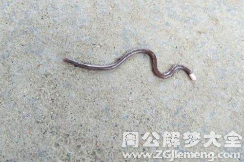 梦到蛇没有尾巴预示着什么