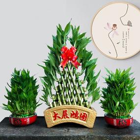 2019年属猪办公室座位风水如何布置,可以放什么植物?