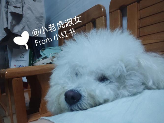 梦见把别人家的狗丢了