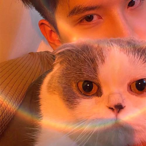 猫系的生肖男有哪些