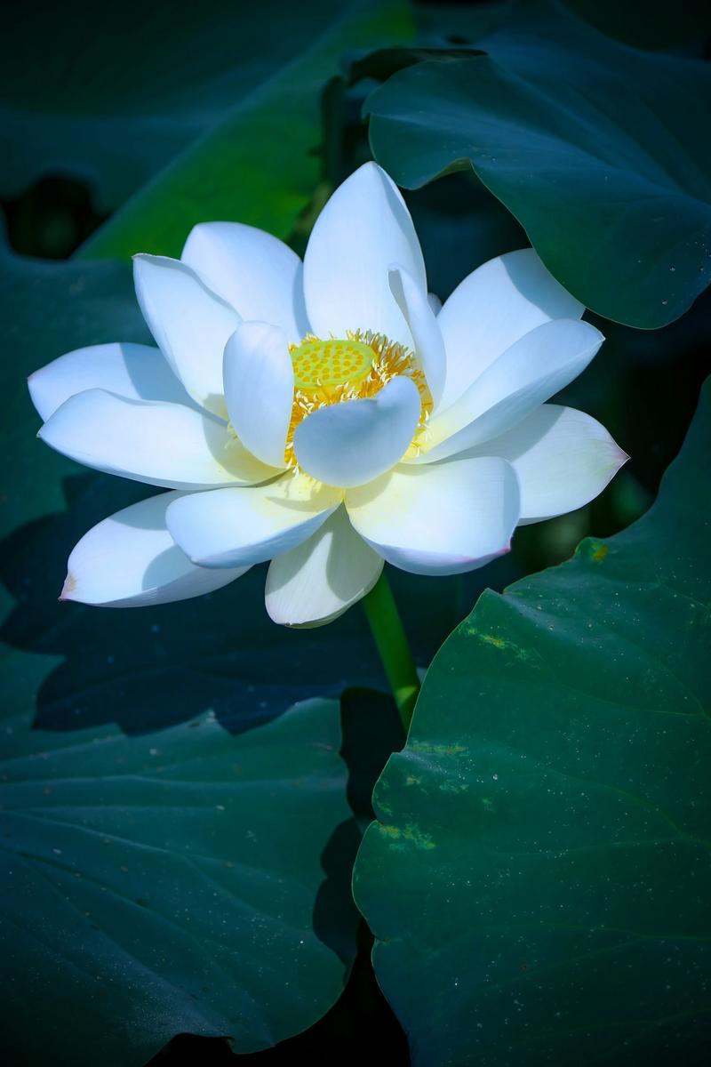 最象征冰清玉洁的花:莲花