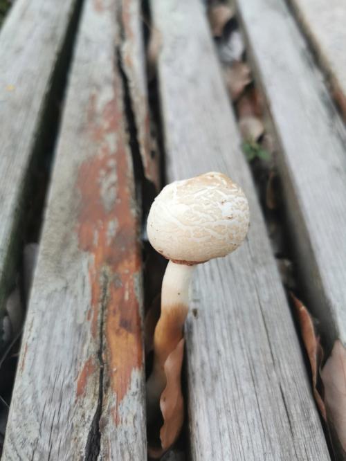 梦见采的蘑菇给别人了