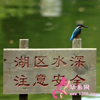 梦见广告，梦见告示