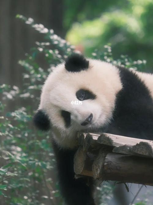 梦见大熊猫寓意什么?