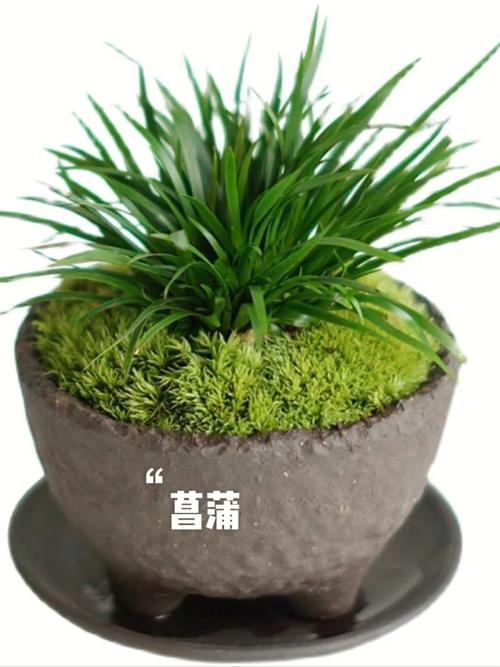 梦见整理盆栽怎么回事
