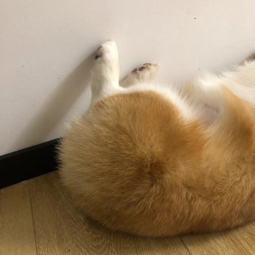 哪些星座有狗腿潜质