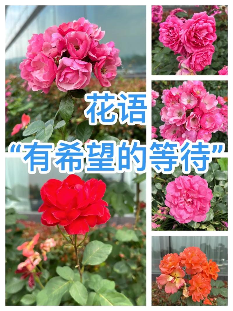 月季花花语:等待有希望的希望,幸福、光荣、
