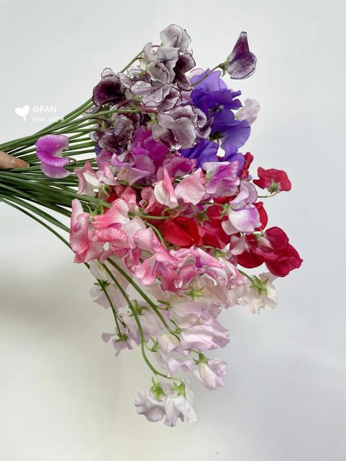 香豌豆的花语及象征意义