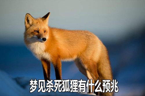 梦见杀死狐狸 梦见杀死狐狸 梦林 周公解梦
