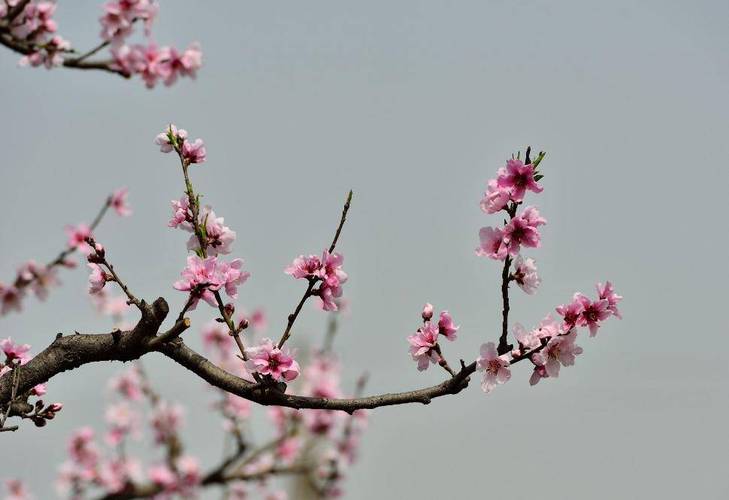 5月缘分与桃花一同而来