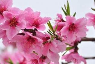 2021年桃花方位在哪