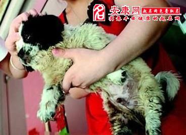 梦见养的狗死了
