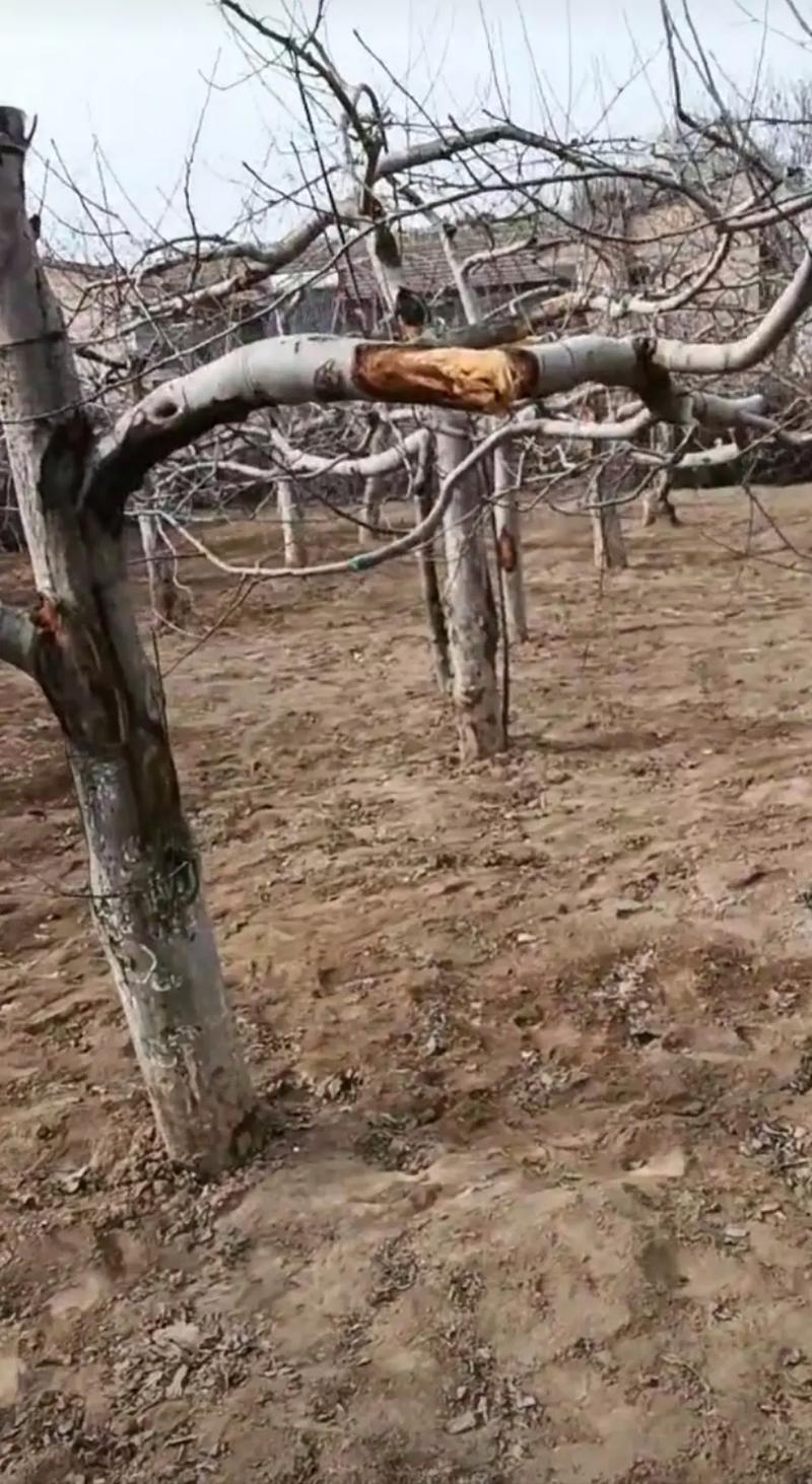 梦见家里树被挖