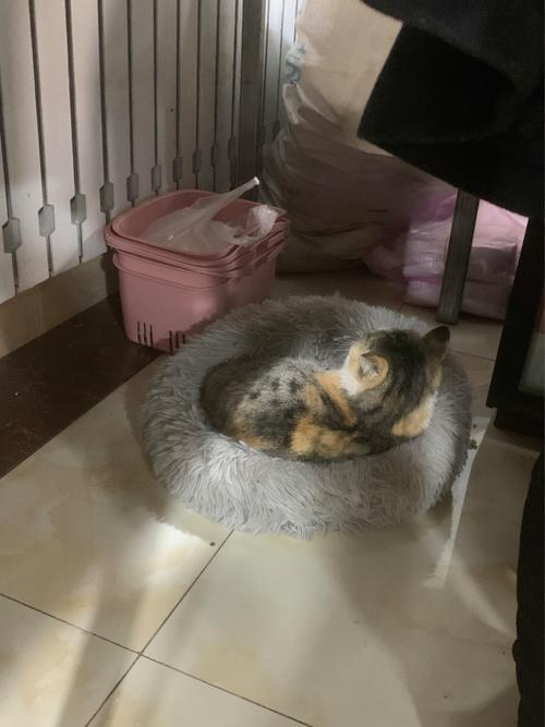 梦见猫怀孕大肚子什么意思