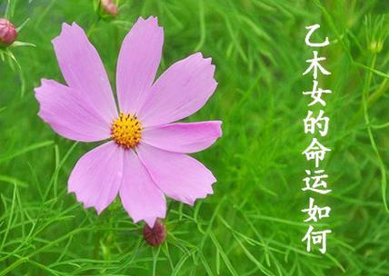好命的乙木女是什么样的