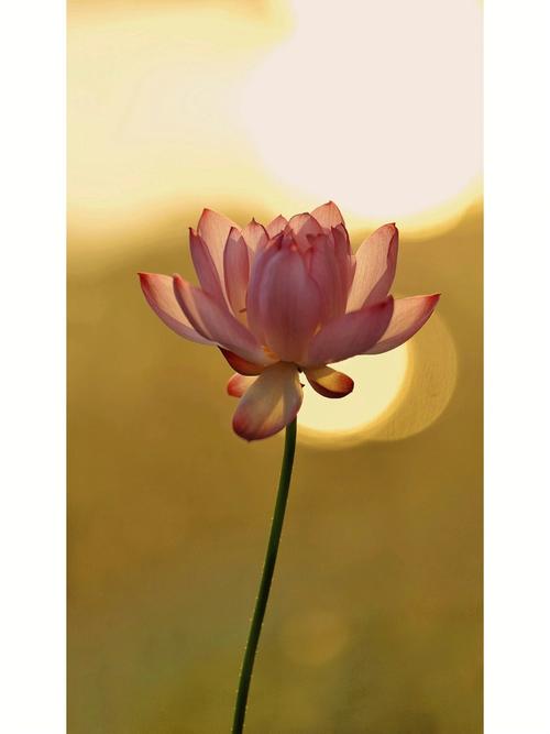 梦见一枝花